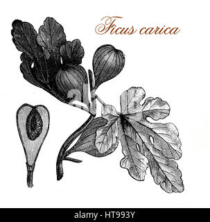 Vintage print of common fig, des fruits et des plantes ornementales avec tri-feuilles nervurées et sucrés fruits comestibles Banque D'Images