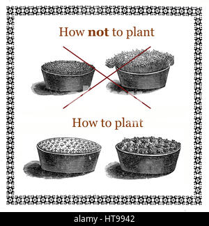 Vintage frame illustrant comment semer dans un pot pour faire pousser des choux bien séparées Banque D'Images