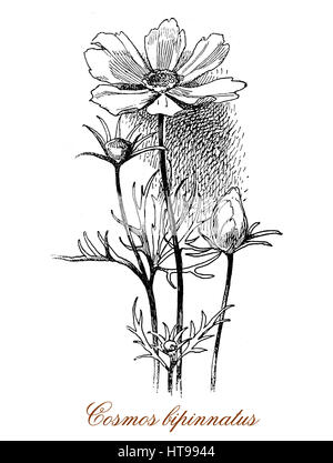 Vintage gravure de Cosmos bipinnatus cosmos ou le jardin, cultivé pour l'ombre fleurs ornementales dans de rose et mauve. Banque D'Images