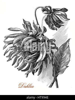 Gravure de vintage belle dahlia fleurs, cultivé comme plante de jardin Banque D'Images