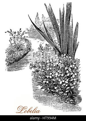 Vintage gravure de lobelia plantes dans le jardin. Lobélies sont cultivées comme plantes ornementales pour les jardins et l'aménagement paysager. La plante est également utilisée en médecine traditionnelle. Banque D'Images