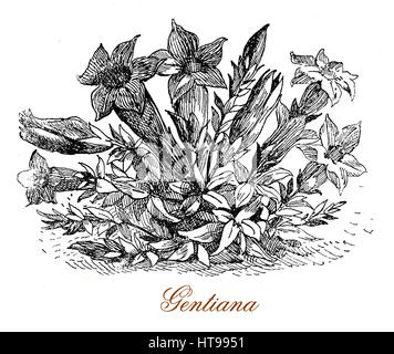 Vintage gravure de Gentiana, alpine plantes avec fleurs bleu intense, utilisé en phytothérapie et de liqueurs digestives Banque D'Images