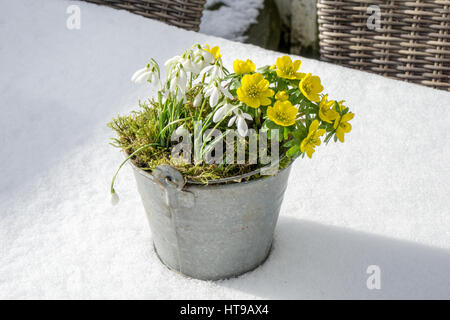 Les premiers signes du printemps. Aconit d'hiver perce-neige et dans un pot de zinc se trouve dans la neige fraîche Banque D'Images