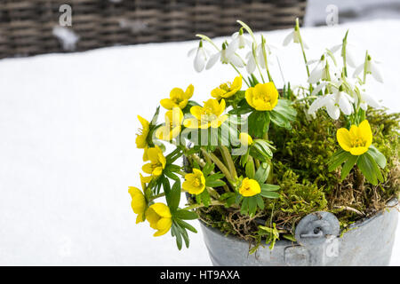 Les premiers signes du printemps. Aconit d'hiver perce-neige et dans un pot de zinc se trouve dans la neige fraîche Banque D'Images