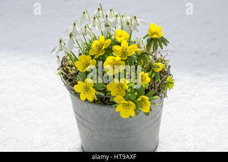 Les premiers signes du printemps. Aconit d'hiver perce-neige et dans un pot de zinc se trouve dans la neige fraîche Banque D'Images