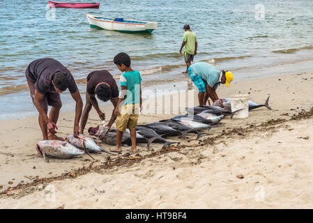 Tamarin, Ile Maurice - le 10 décembre 2015 : le nettoyage des pêcheurs de thon fraîchement grand sur la plage de la baie de Tamarin à l'Ile Maurice. Banque D'Images