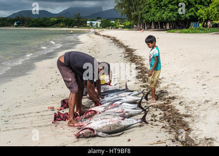 Tamarin, Ile Maurice - le 10 décembre 2015 : le nettoyage des pêcheurs de thon fraîchement grand sur la plage de la baie de Tamarin à l'Ile Maurice. Banque D'Images
