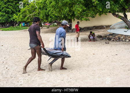 Tamarin, Ile Maurice - le 10 décembre 2015 : les pêcheurs portent deux gros thons sur la plage de la baie de Tamarin à l'Ile Maurice. Banque D'Images