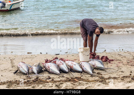 Tamarin, Ile Maurice - le 10 décembre 2015 : pêcheur gère les gros poissons thon fraîchement sur la plage de la baie de Tamarin à l'Ile Maurice. Banque D'Images