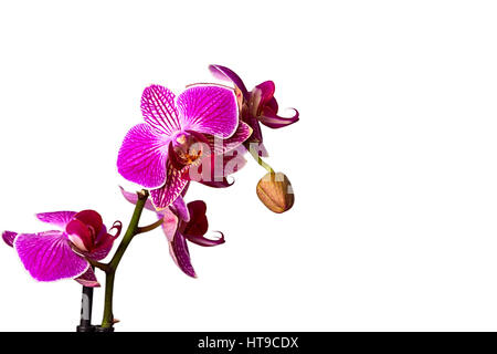 Orchidée fleur rose avec des gouttes d'eau isolé sur fond blanc Banque D'Images