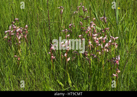 Orchidées Serapias lingua langue groupe dans les prairies de la région du centre de La Brenne France Banque D'Images