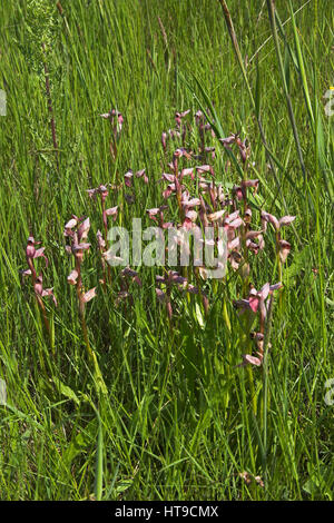 Orchidées Serapias lingua langue groupe dans les prairies de la région du centre de La Brenne France Banque D'Images