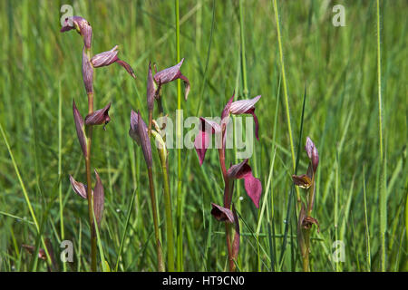 Orchidées Serapias lingua langue groupe dans les prairies de la région du centre de La Brenne France Banque D'Images