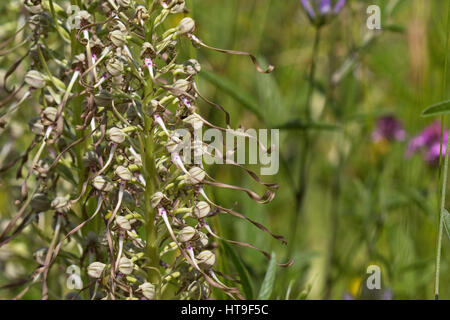 Orchidée Himantoglossum hircinum close-up de fleurs près de Beaufort-sur-Gervanne Parc Naturel Régional du Vercors Vercors France Juin 2016 Banque D'Images