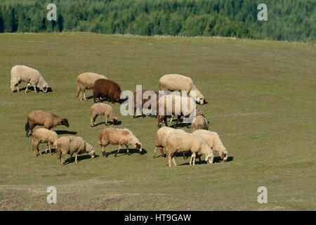 La culture écologique sur des moutons Banque D'Images