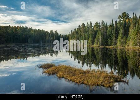 L'aube, le loup hurle étang, Algonquin Provincial Park, Ontario, Canada Banque D'Images