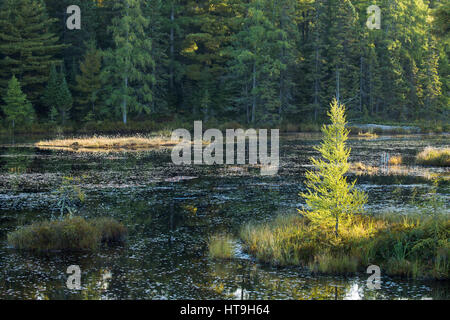L'aube, le loup hurle étang, Horizontal, Algonquin Provincial Park, Ontario, Canada Banque D'Images