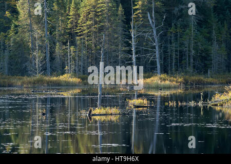 L'aube, le loup hurle étang, horizontal, le parc provincial Algonquin, en Ontario, Canada Banque D'Images