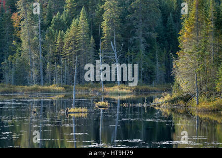 L'aube, le loup hurle étang, horizontal, le parc provincial Algonquin, en Ontario, Canada Banque D'Images