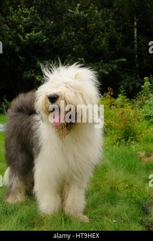 Le Old English Sheepdog sur la pelouse. Adobe RVB Banque D'Images