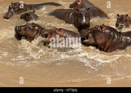 Hippopotames jouant à la rivière Talek, Masai Mara, Kenya Banque D'Images