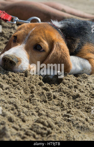 Chien de plage Banque D'Images