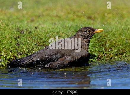 Eurasian Blackbird (Turdus merula merula) Echelle Eccles-sur-Mer, avril Norfolk Banque D'Images