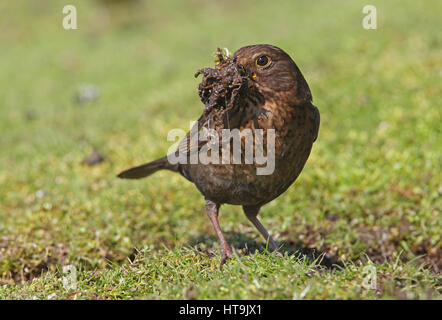 Eurasian Blackbird (Turdus merula merula) femelle avec beak pleine de boue pour doublure nid Eccles-sur-Mer, avril Norfolk Banque D'Images