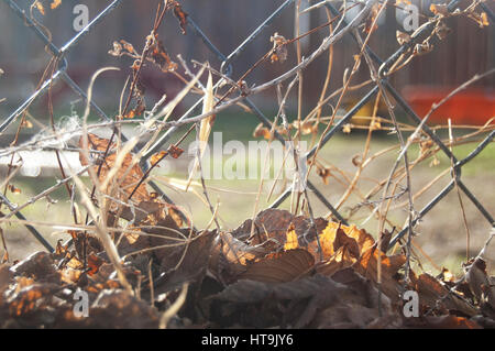 Photo d'un grillage et des feuilles mortes avec une cour à l'arrière-plan Banque D'Images