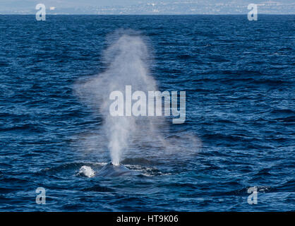 Les surfaces d'un rorqual bleu pour une respiration dans l'océan Pacifique au large de la côte de San Diego, Californie, États-Unis d'Amérique. Banque D'Images