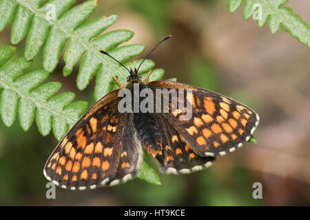 Un superbe papillon rare Heath fritillary (Melitaea athalia) perché sur bracken avec ses ailes ouvertes. Banque D'Images