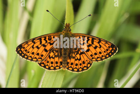 Une superbe petite perle rare-bordé Fritillary Butterfly (Boloria selene) perché sur l'herbe avec ses ailes ouvertes. Banque D'Images