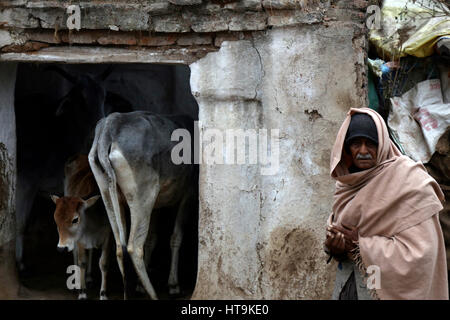 Ancien indien en face de la maison avec les vaches, Khajuraho, Inde Banque D'Images