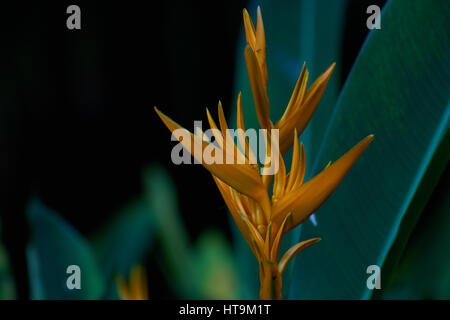 Heliconia jaune Banque D'Images