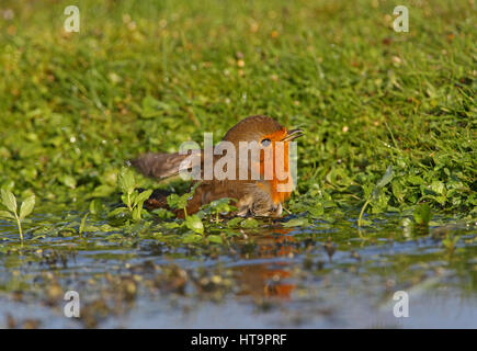 European Robin (Erithacus rubecula aux abords de l'étang de baignade adultes) Eccles-sur-Mer, septembre Norfolk Banque D'Images