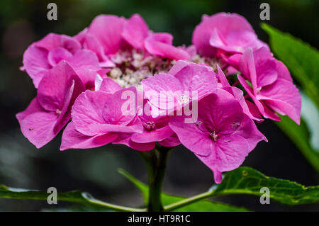 Hortensia rose vif macro fleurs Banque D'Images