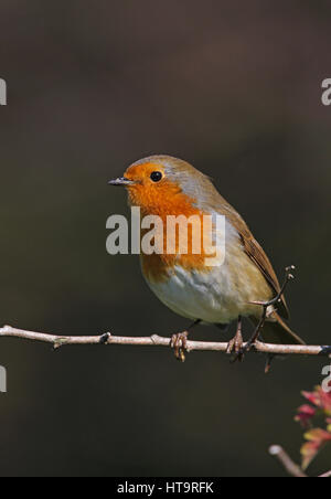 European Robin (Erithacus rubecula aux abords) des profils perché sur des rameaux d'aubépine Eccles-sur-Mer, septembre Norfolk Banque D'Images