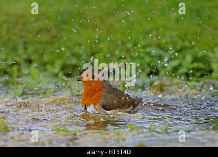 European Robin (Erithacus rubecula aux abords de l'étang de baignade adultes) Eccles-sur-Mer, septembre Norfolk Banque D'Images