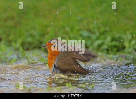 European Robin (Erithacus rubecula aux abords de l'étang de baignade adultes) Eccles-sur-Mer, septembre Norfolk Banque D'Images