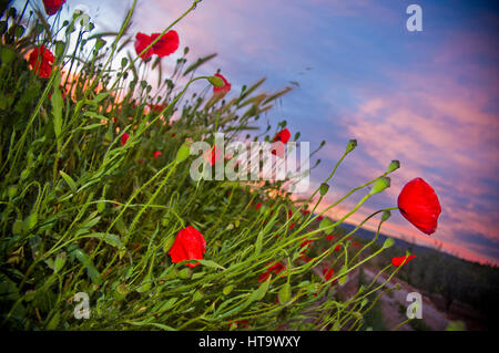 Champ sauvage vert avec des coquelicots rouges avec une mise au point sélective, au coucher ou au lever du soleil, ciel avec des nuages et des couleurs rouge et orange. Angle bas. Image inclinée. CA Banque D'Images