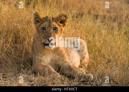 Lion (Panthera leo) reposant dans l'herbe sèche, Masai Mara, Kenya Banque D'Images