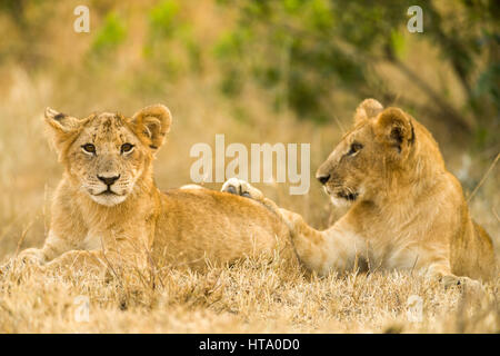 Lion (Panthera leo) d'oursons en attente de mère, Masai Mara, Kenya Banque D'Images