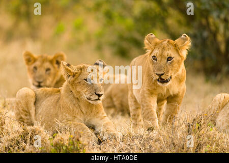 Lion Cubs (Panthera leo) attendre patiemment que leur mère, Maasai Mara National Reserve, Kenya, Afrique de l'Est Banque D'Images