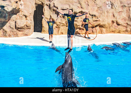 Spectacle de dauphins dans le Loro Parque (Vincent), poussé hors de l'eau dolphin tamer, 13.09.2016, (Tenerife, Espagne). Banque D'Images