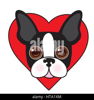 Une jolie illustration d'un Boston Terrier face avec un cœur rouge à l'arrière-plan Illustration de Vecteur