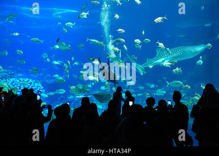 Zhuhai, la province chinoise du Guangdong. Mar 8, 2017. Les touristes regarder la performance d'un plongeur natation alimentation à rayons le requin baleine Plaza du royaume de l'océan Chimelong dans Zhuhai City, province de Guangdong, Chine du sud, le 8 mars 2017. Credit : Liu Dawei/Xinhua/Alamy Live News Banque D'Images