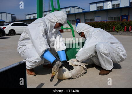 Zhengzhou, Zhengzhou, Chine. Mar 8, 2017. Zhengzhou, Chine-Mars 8 2017 : (usage éditorial uniquement. Chine OUT) Un cygne blessé est sauvé par des bénévoles au grand cœur à Zhengzhou, province du Henan en Chine centrale, Mars 7th, 2017. Crédit : SIPA Asie/ZUMA/Alamy Fil Live News Banque D'Images