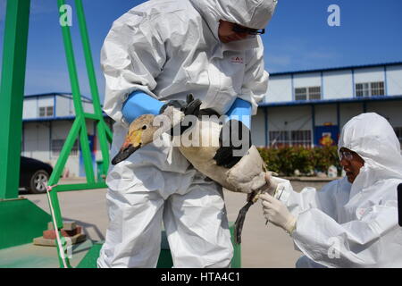 Zhengzhou, Zhengzhou, Chine. Mar 8, 2017. Zhengzhou, Chine-Mars 8 2017 : (usage éditorial uniquement. Chine OUT) Un cygne blessé est sauvé par des bénévoles au grand cœur à Zhengzhou, province du Henan en Chine centrale, Mars 7th, 2017. Crédit : SIPA Asie/ZUMA/Alamy Fil Live News Banque D'Images