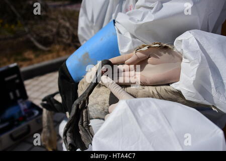 Zhengzhou, Zhengzhou, Chine. Mar 8, 2017. Zhengzhou, Chine-Mars 8 2017 : (usage éditorial uniquement. Chine OUT) Un cygne blessé est sauvé par des bénévoles au grand cœur à Zhengzhou, province du Henan en Chine centrale, Mars 7th, 2017. Crédit : SIPA Asie/ZUMA/Alamy Fil Live News Banque D'Images