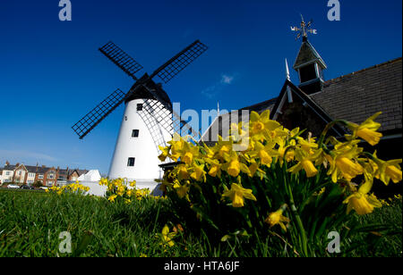 Lytham, Lancashire, Royaume-Uni. 9 mars, 2017. Les jonquilles se prélasser au soleil du printemps en face de Lytham Windmill, Lancashire sur ce que devrait être la journée la plus chaude de l'année jusqu'à présent. Photo par Paul Heyes, jeudi 09 mars, 2017. Crédit : Paul Heyes/Alamy Live News Banque D'Images